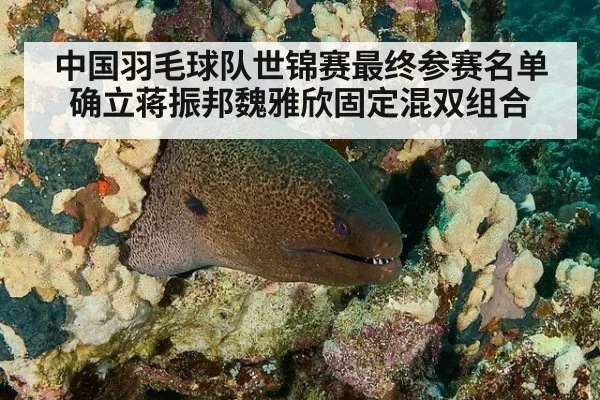 中国羽毛球队世锦赛最终参赛名单确立蒋振邦魏雅欣固定混双组合